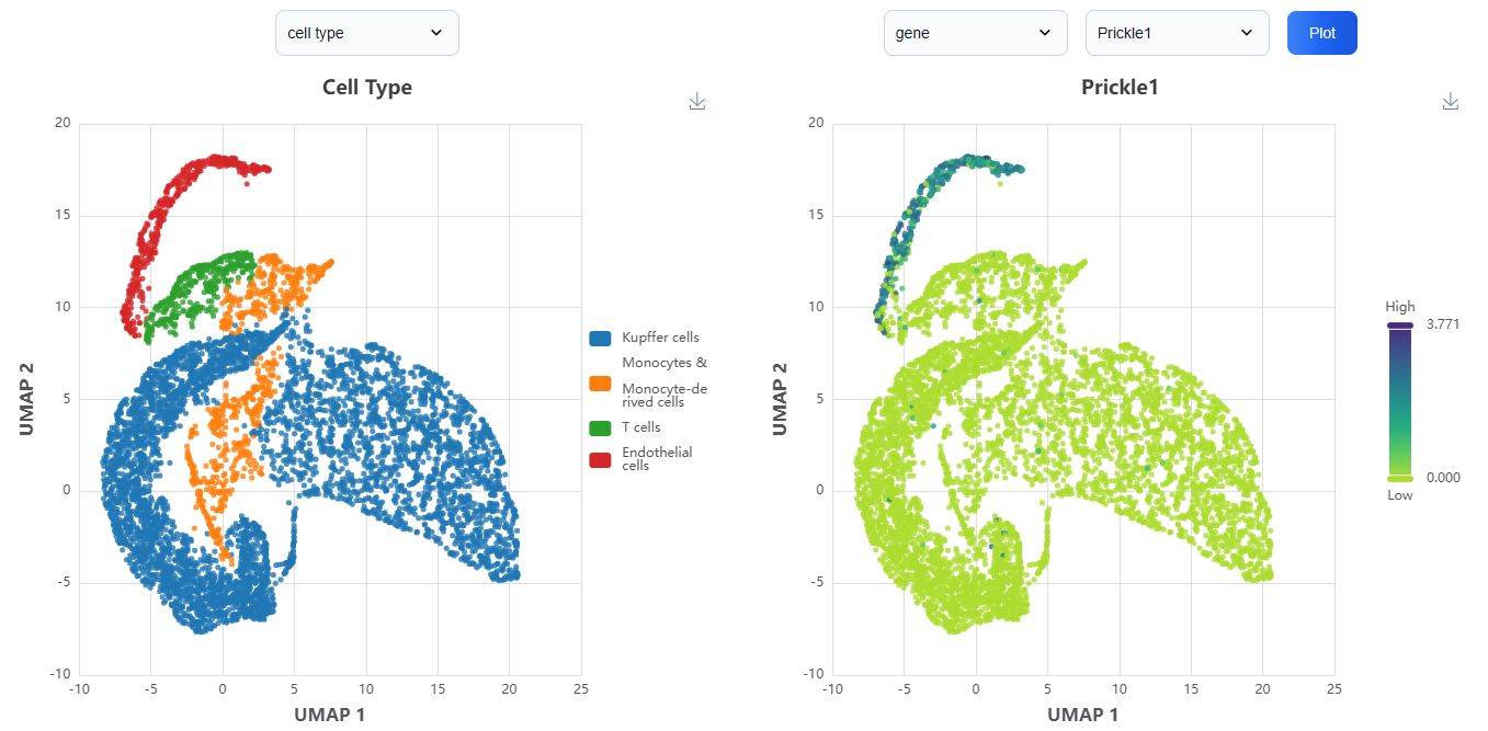 UMAP visualization