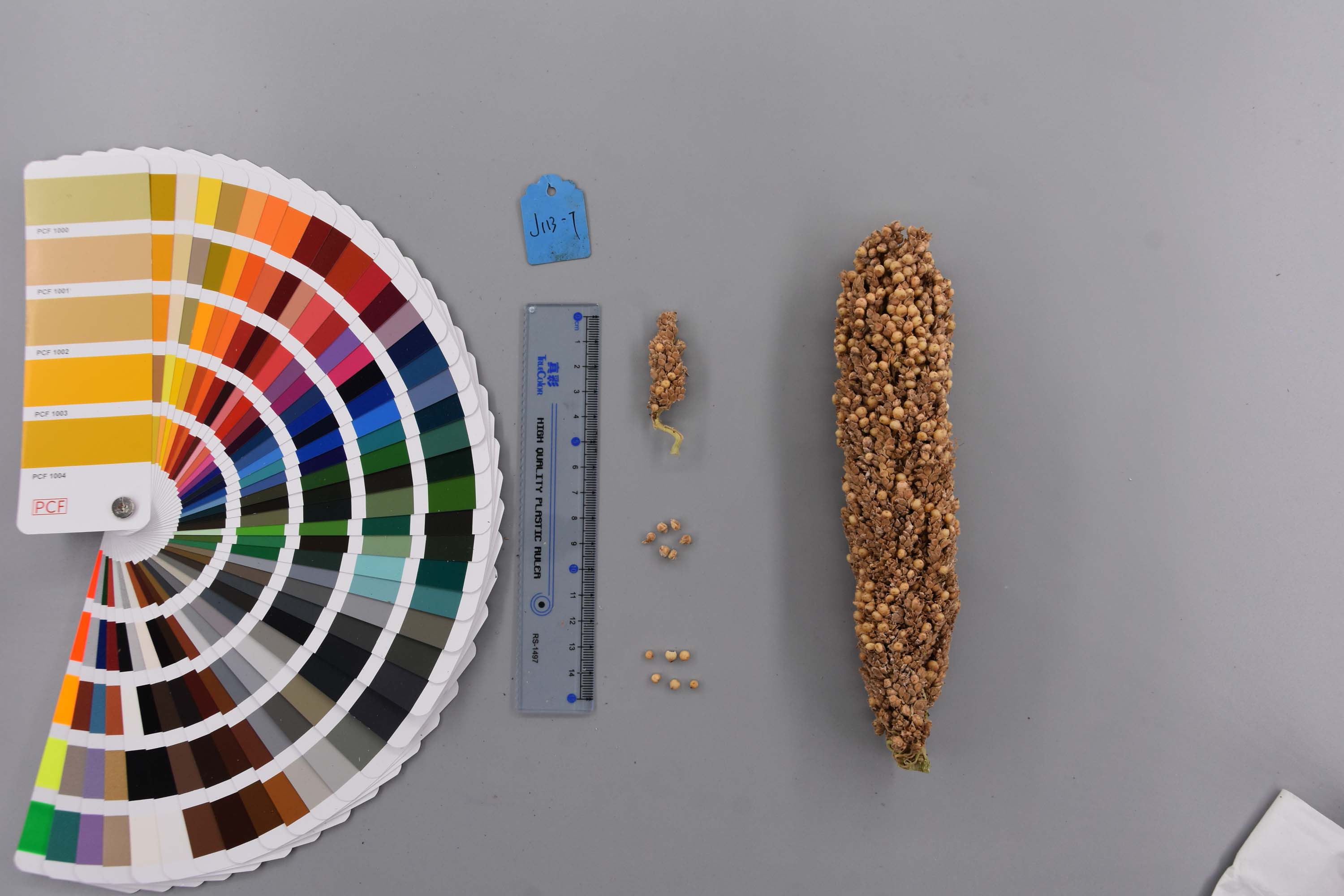 https://ngdc.cncb.ac.cn:443/sorgsd/img/minimg/altimg.jpg