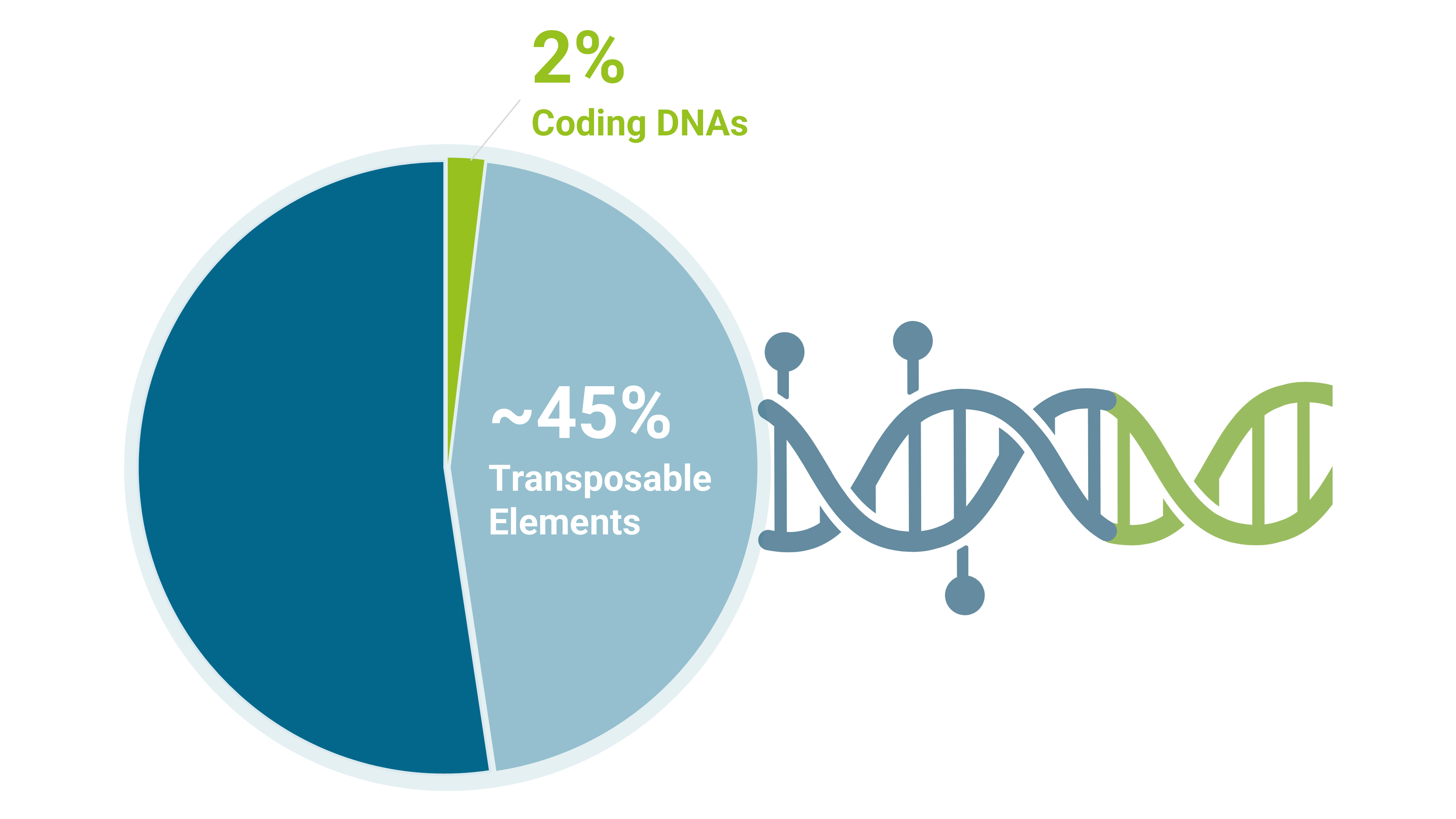 TE genome