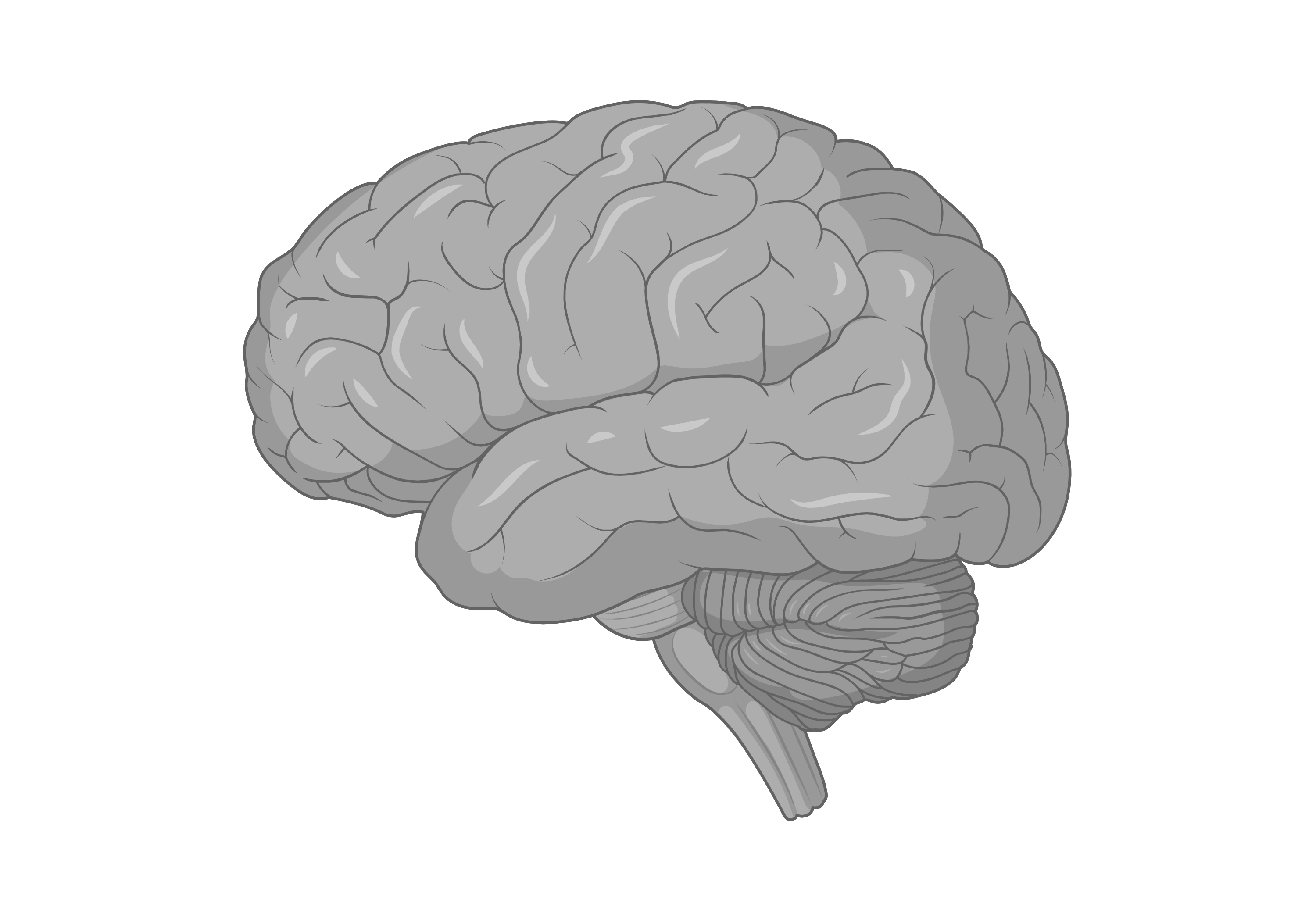 Brain