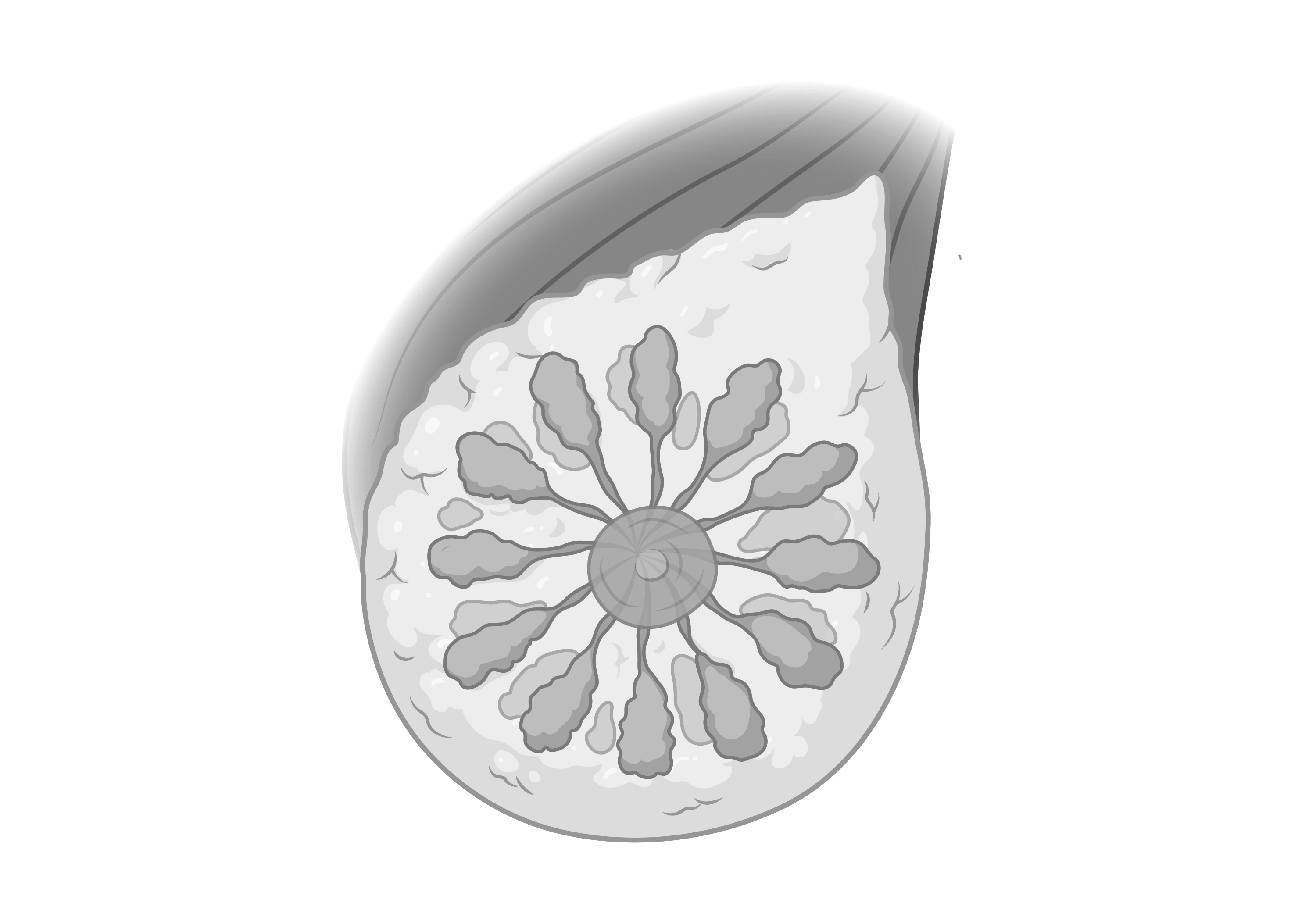 Breast