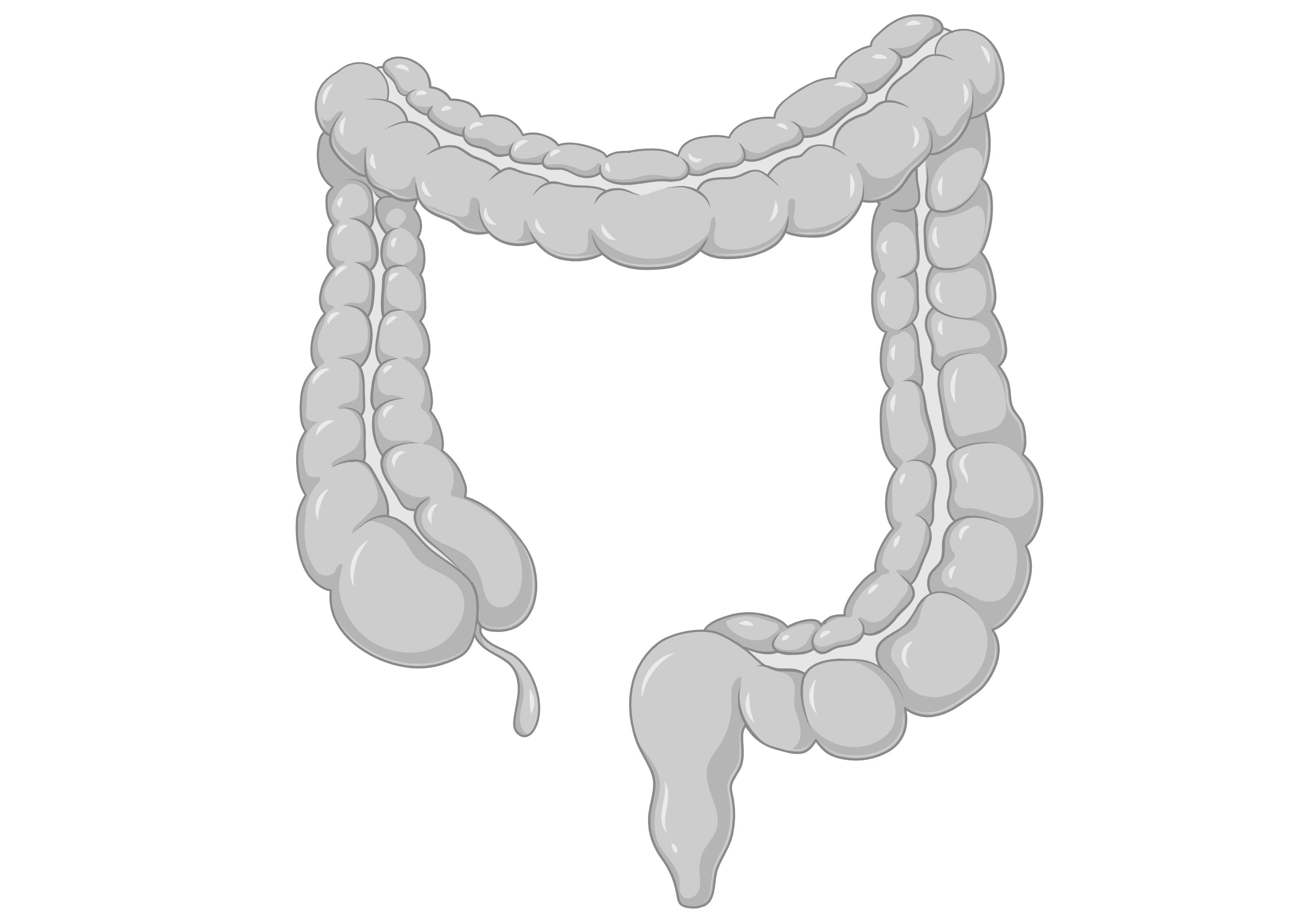 Colon