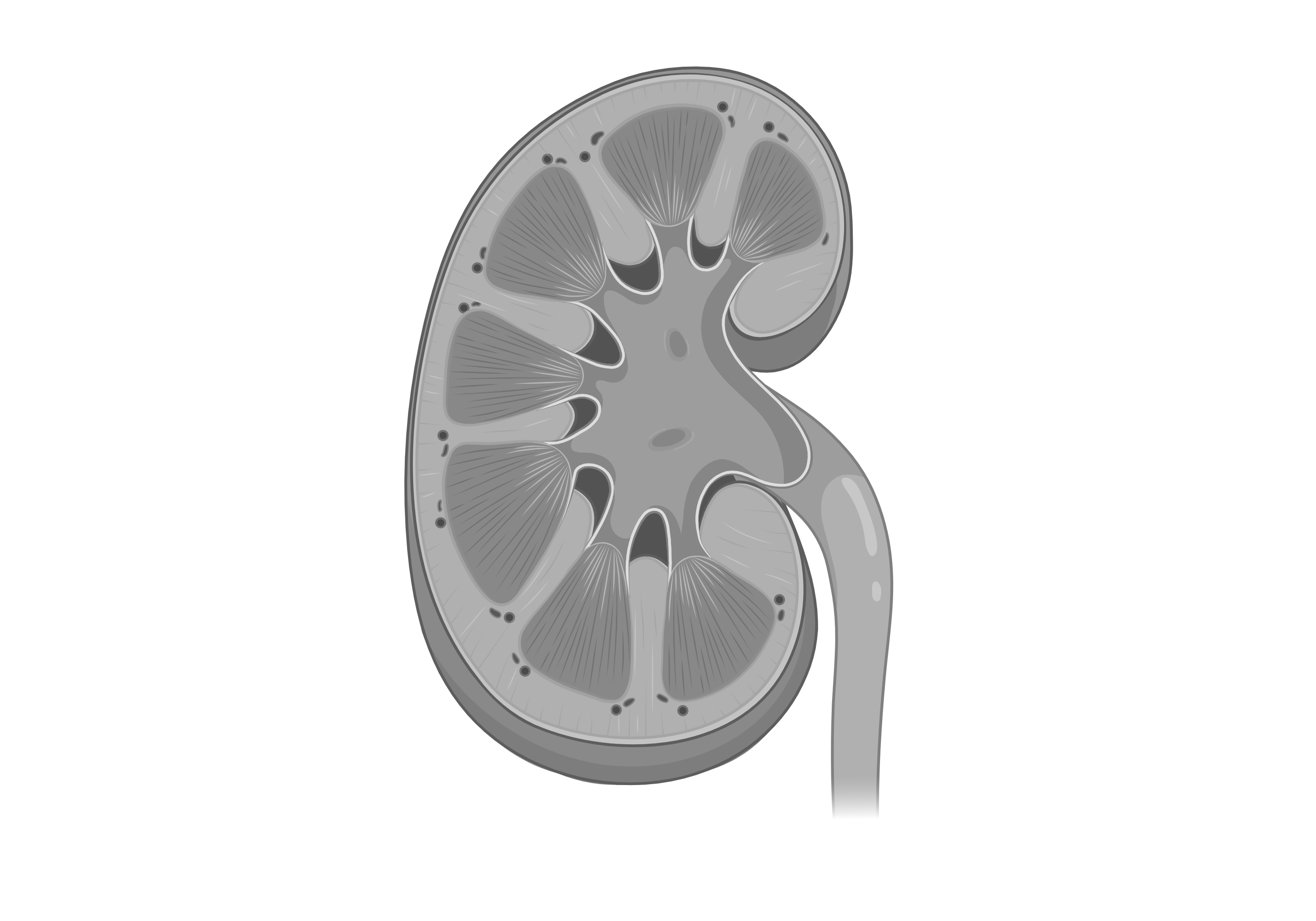 Kidney