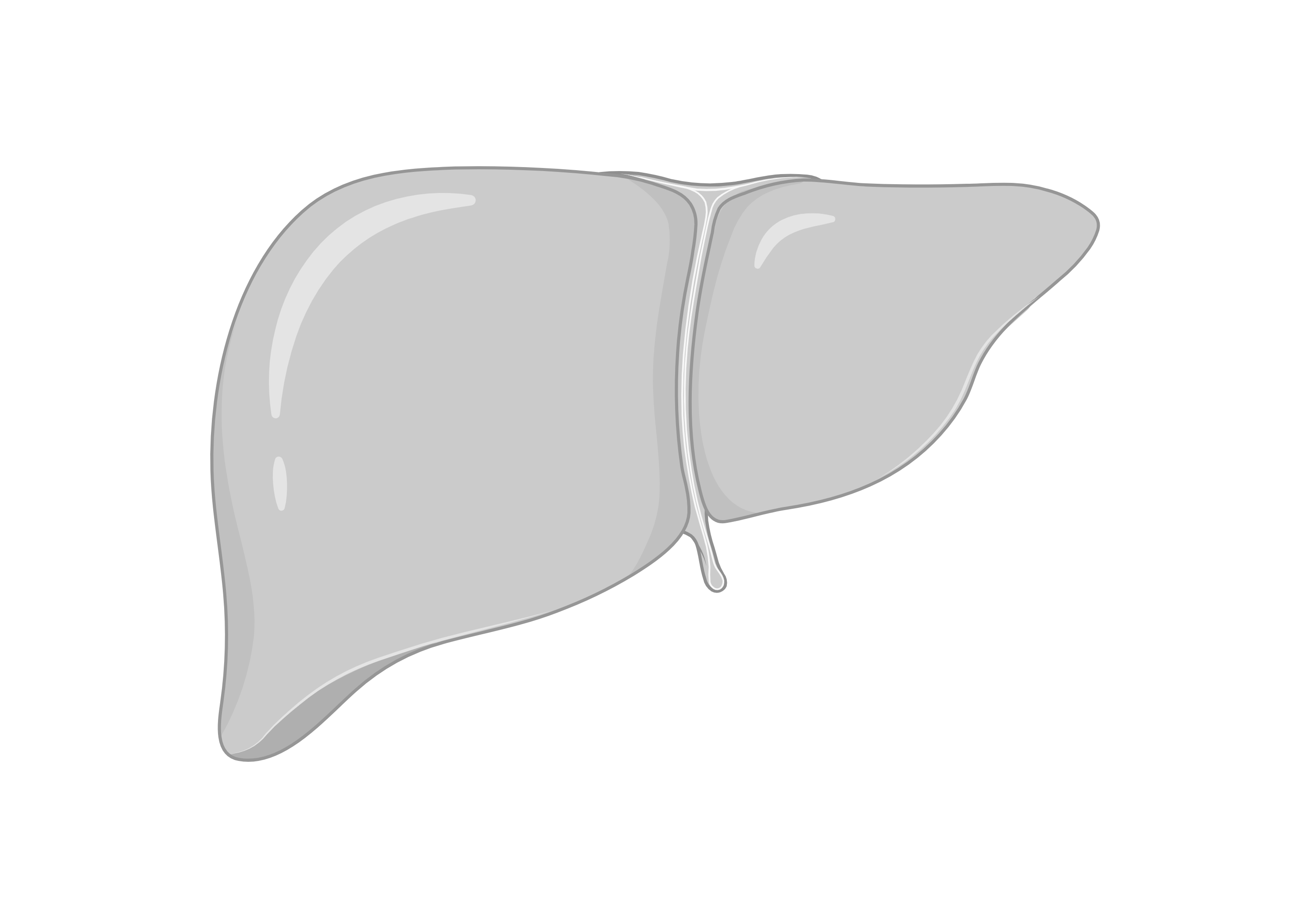 Liver