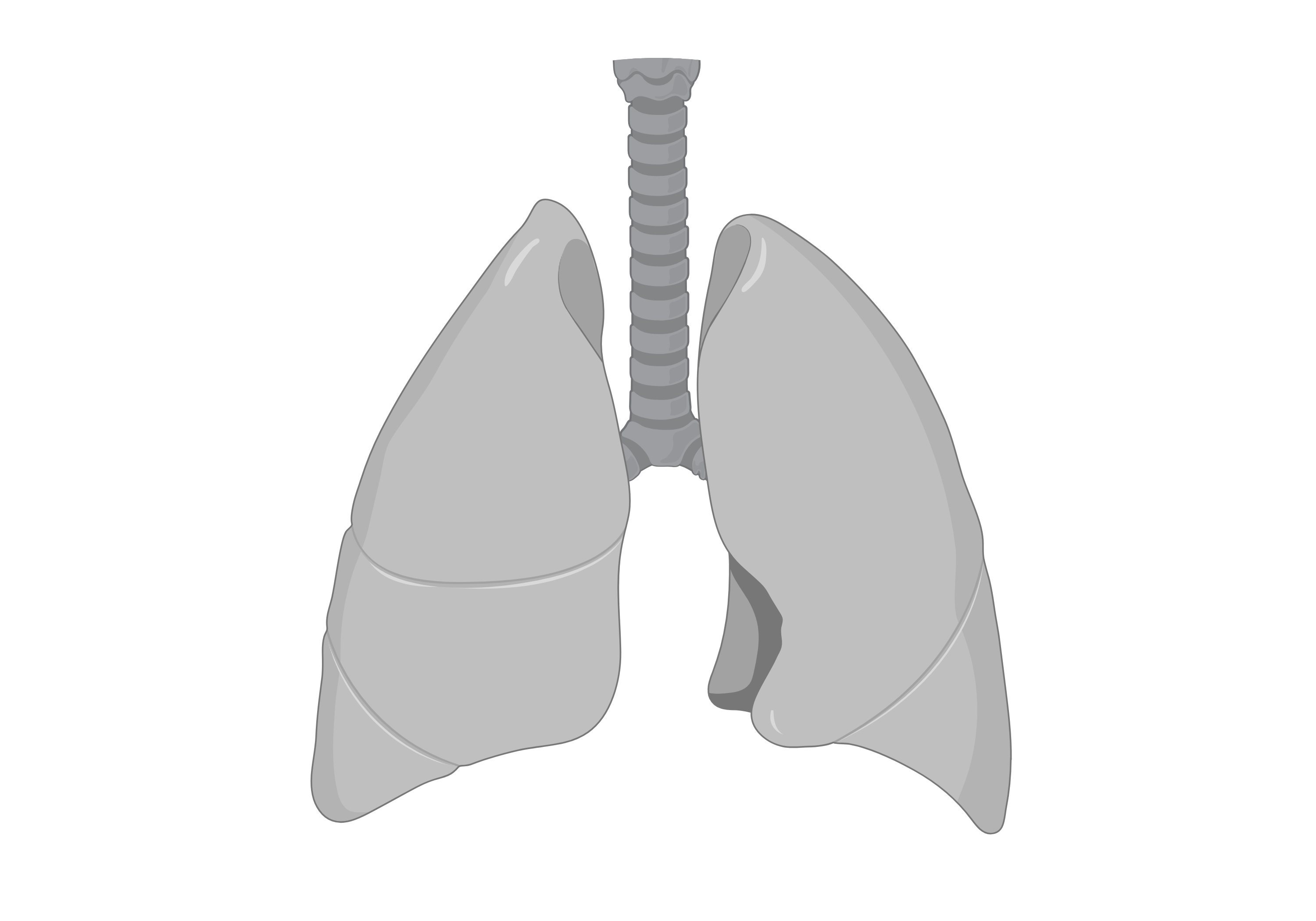 Lung
