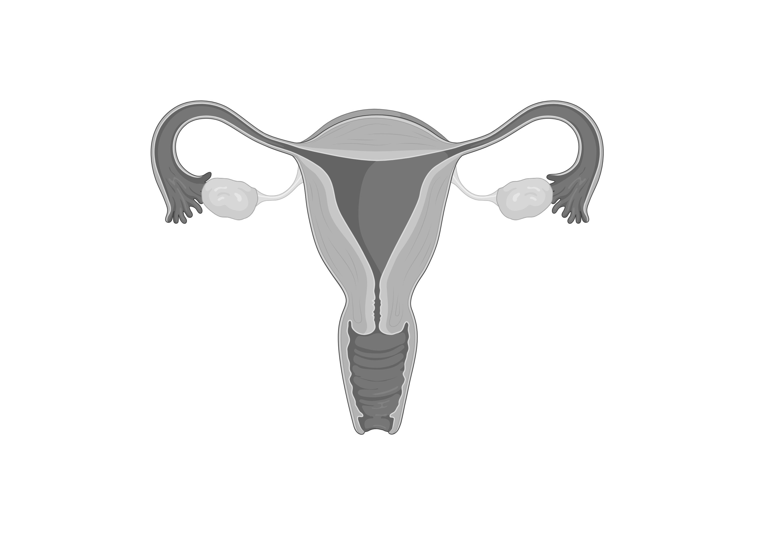 Ovary