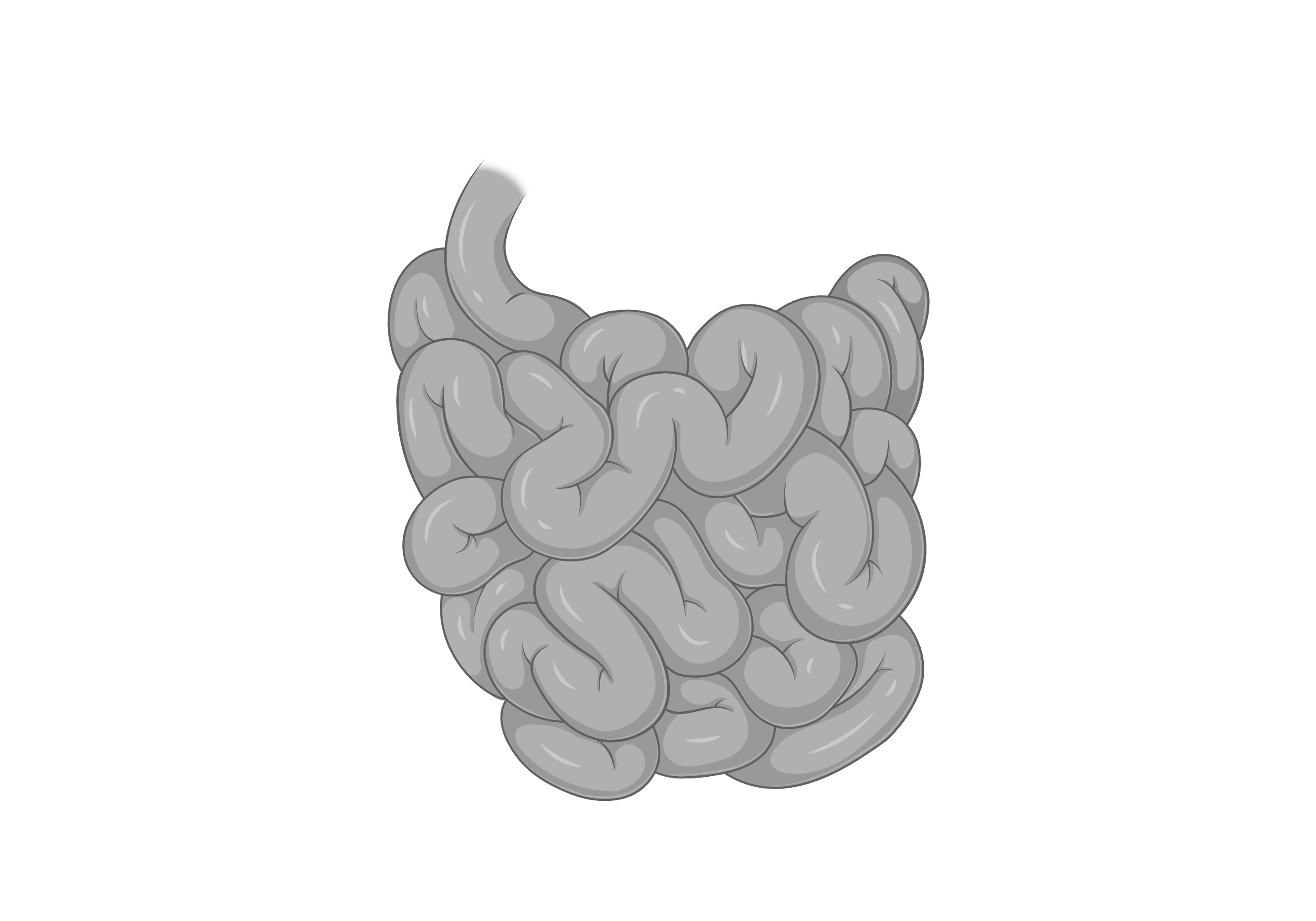Small intestine