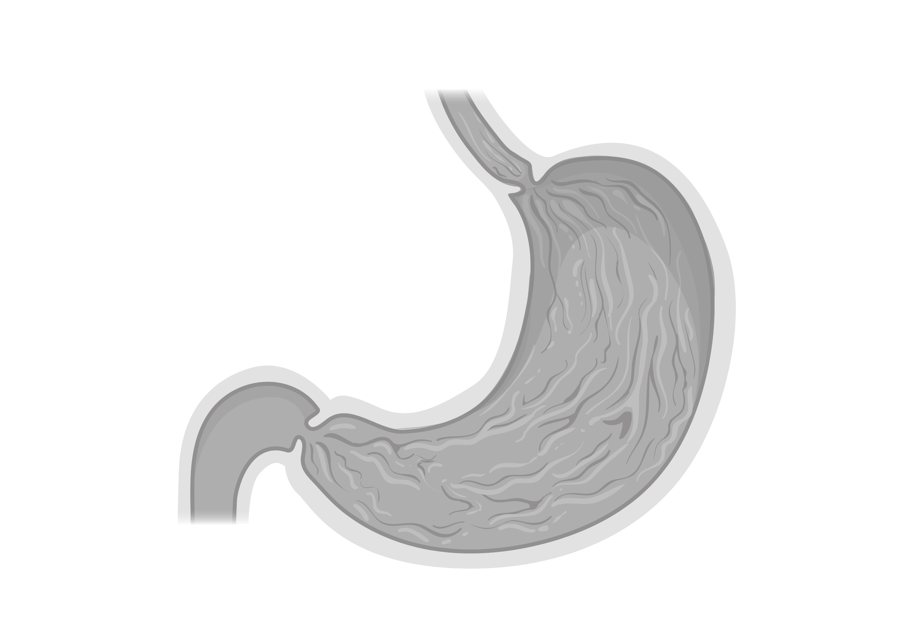 Stomach