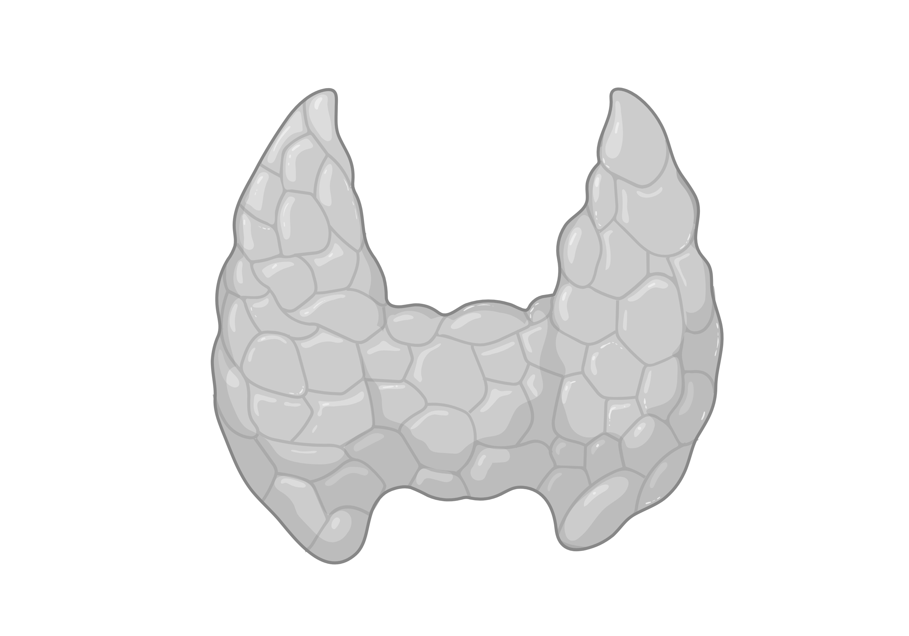 Thyroid gland