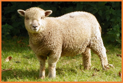 Ovis aries