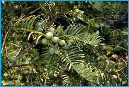 Cephalotaxus hainanensis