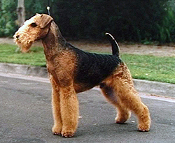 image:	Airedale Terrier