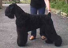 image:	Black Russian Terrier