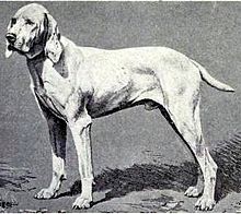 image:	Braque de l'Ariege(Ariege Pointing Dog)
