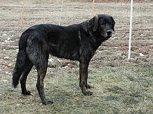 image:	Cao de Castro Laboreiro(Portuguese Cattle Dog)