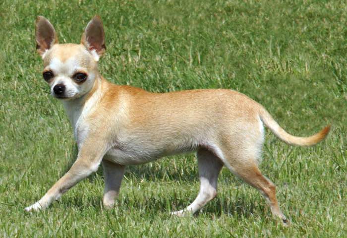 image:	Short-Coated Chihuahua
