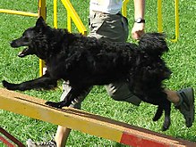 image:	Croatian Shepherd Dog
