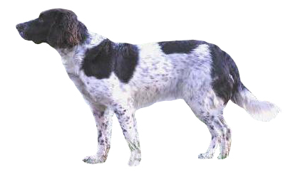 image:	Deutscher Wachtelhund