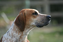 image:	English Foxhound