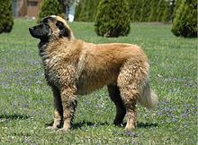 image:	Estrela Mountain Dog