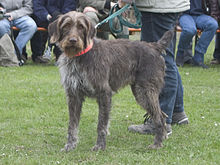 image:	German Wire-Haired Pointer
