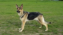 image:	German Shepherd Dog