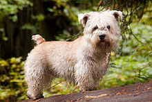 image:	Irish Glen of Imaal Terrier
