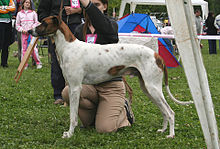 image:	Hungarian Greyhound (Magyar Agar)
