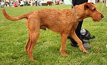 image:	Irish Terrier