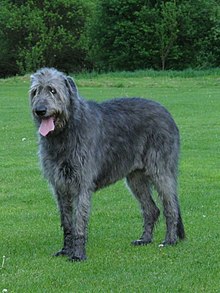 image:	Irish Wolfhound