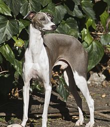 image:	Italian Greyhound