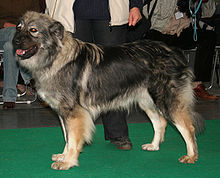 image:	Karst Shepherd Dog