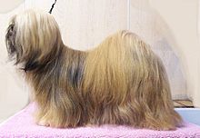 image:	Lhasa Apso(Long-Haired Lhasa Dog)