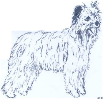 image:	Pyrenean Long-Haired Shepherd Dog