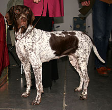 image:	Old Danish Pointing Dog