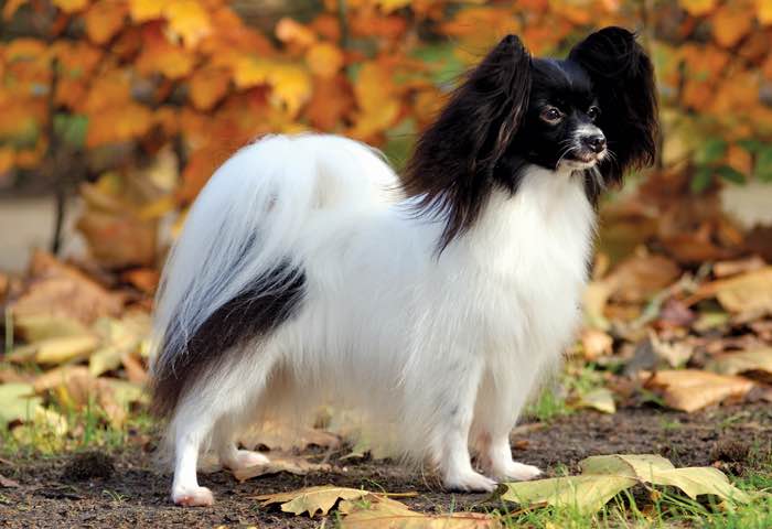 image:	Papillon(Continental Toy Spaniel)