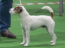 image:	Parson Russell Terrier