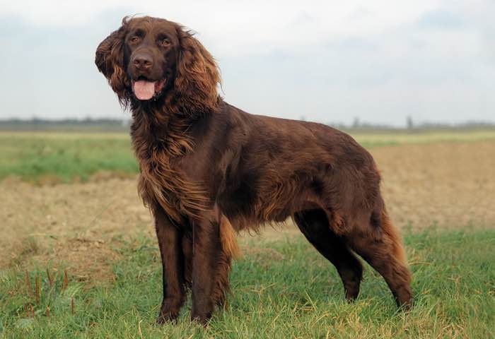 image:	German Long-Haired Pointer