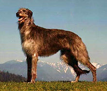 image:	Scottish Deerhound