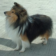 image:	Shetland Shepherd Dog