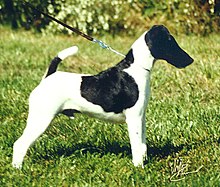 image:	Smooth Fox Terrier