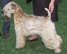 image:	Soft-Coated Wheaten Terrier