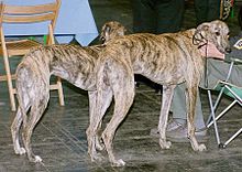 image:	Spanish Greyhound