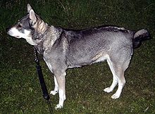 image:	Swedish Elkhound