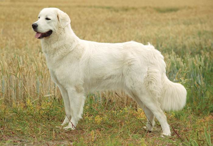 image:	Polish Tatra Shepherd Dog