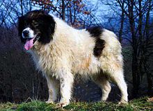 image:	Tornjak(Bosnian and Herzegovinian–Croatian Shepherd Dog)