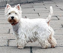 image:	West Highland White Terrier