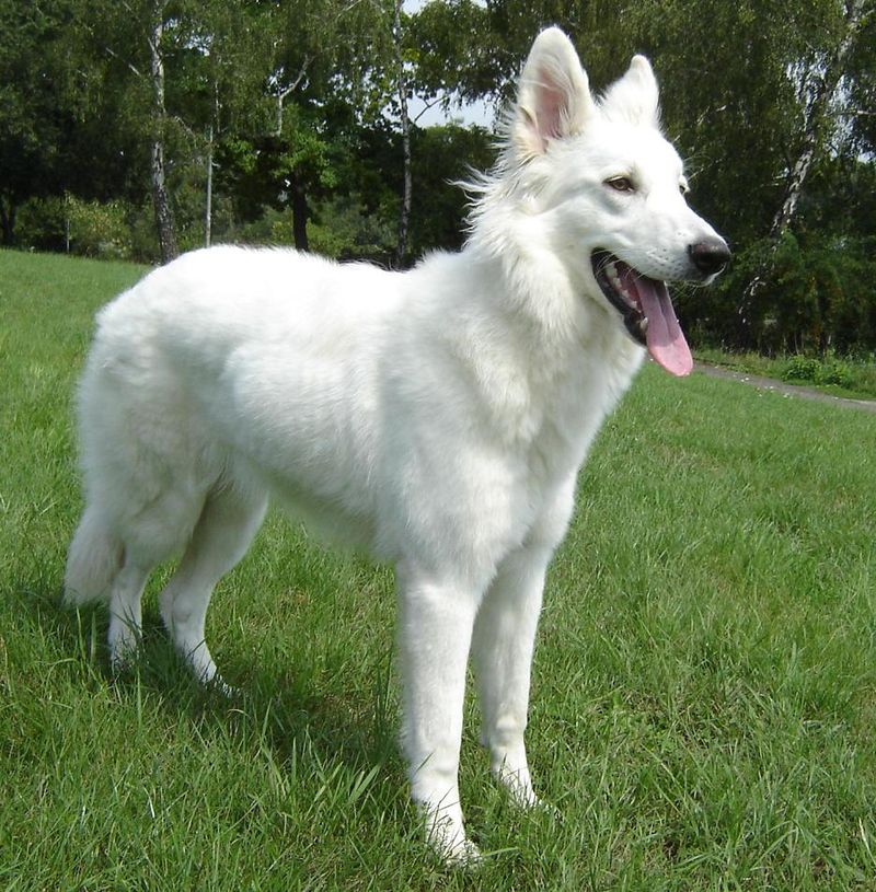 image:	White Swiss Shepherd Dog