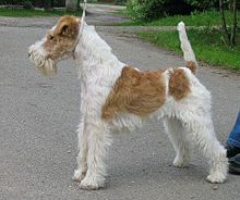 image:	Wire-Haired Fox Terrier