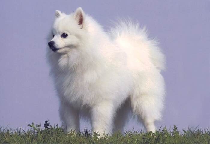 image:	Toy American Eskimo Dog